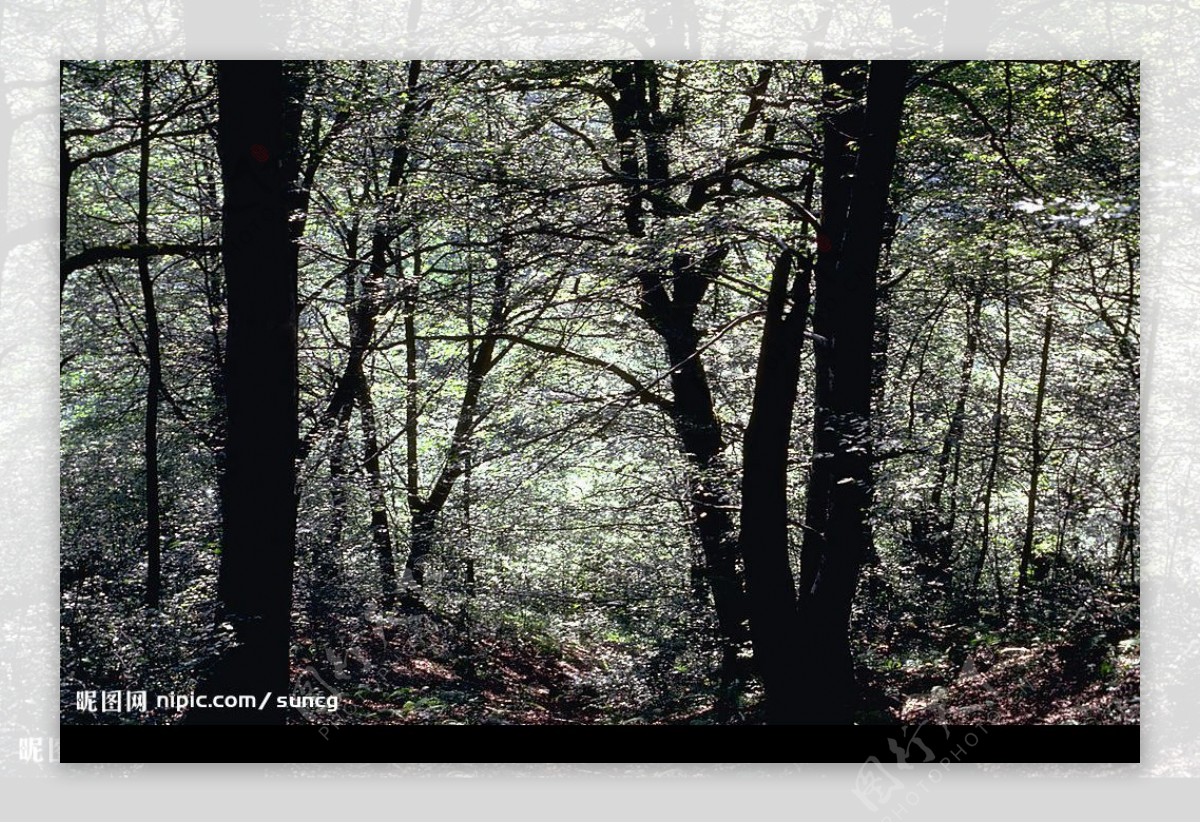 森林树木国外素材图片