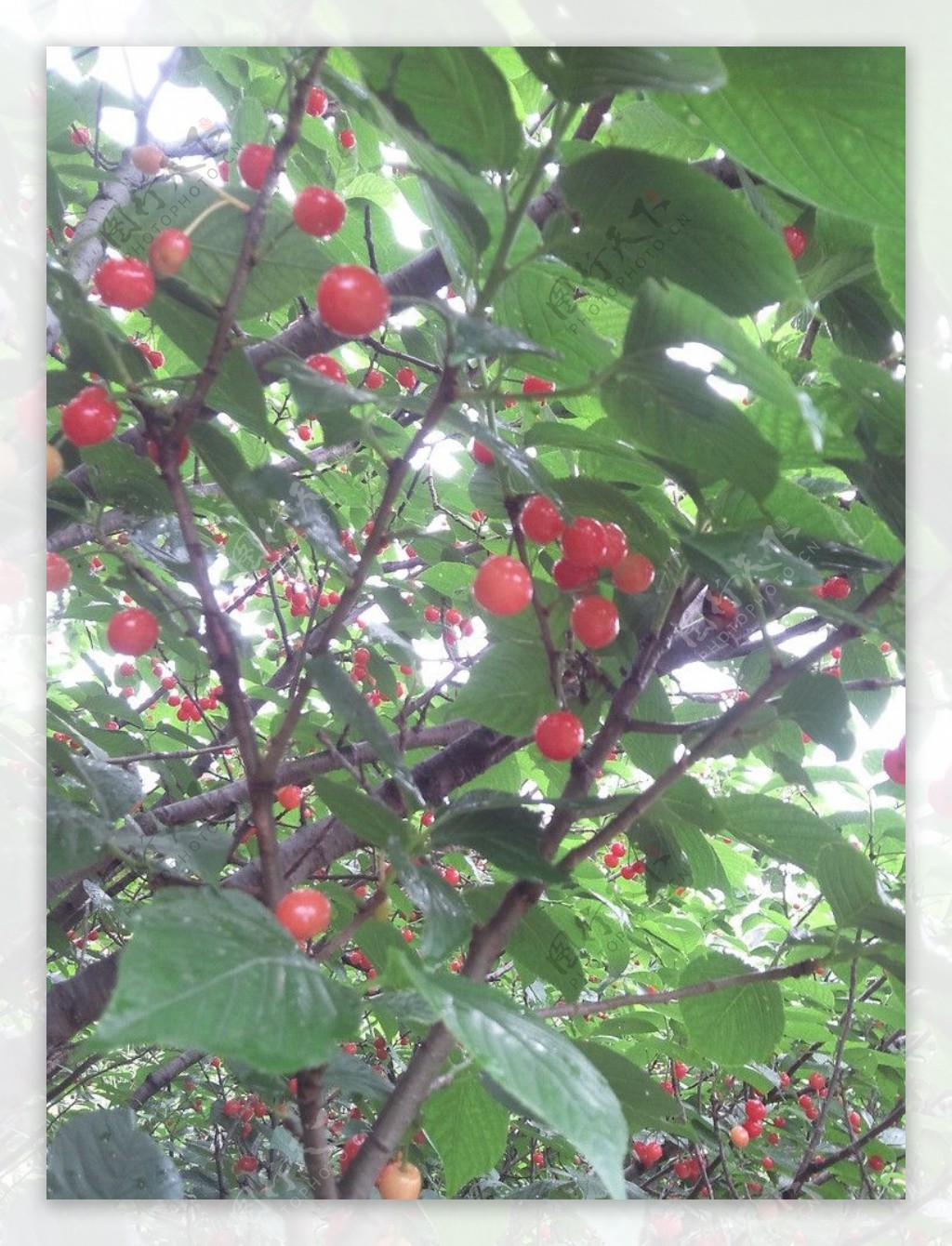 小红樱桃树图片