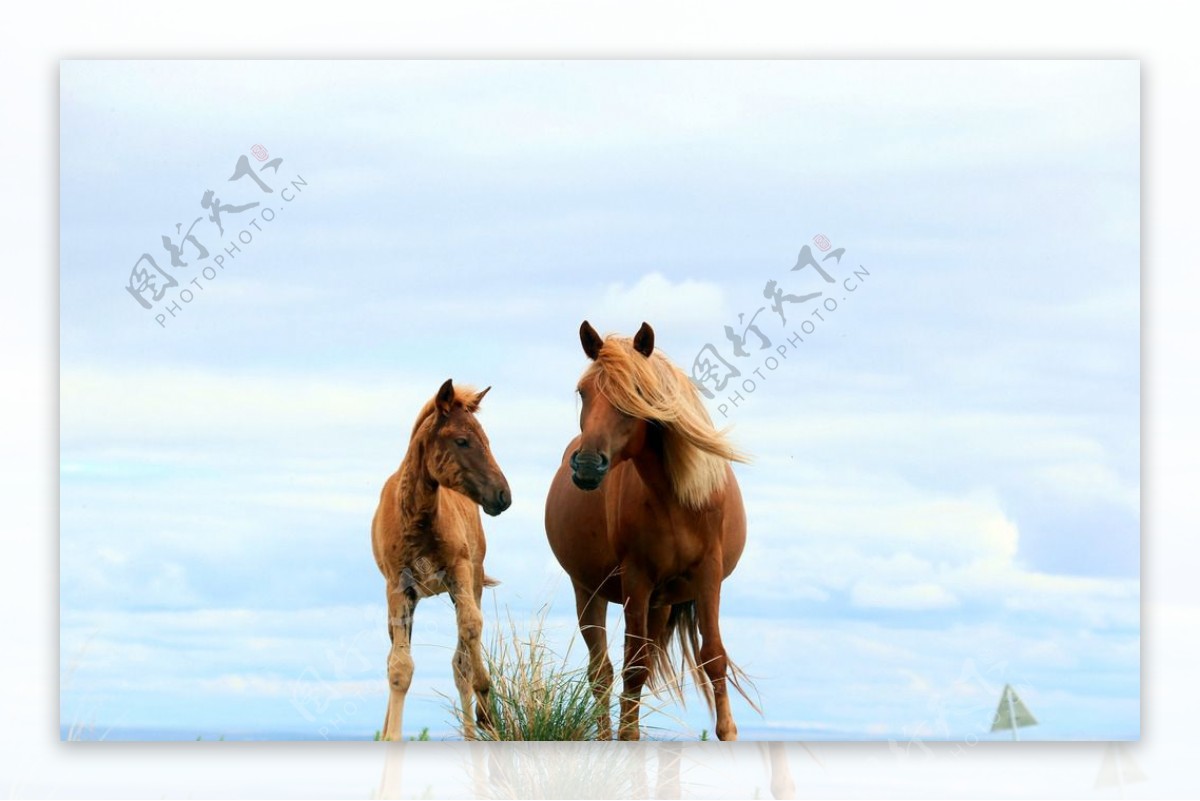 母马与马驹图片