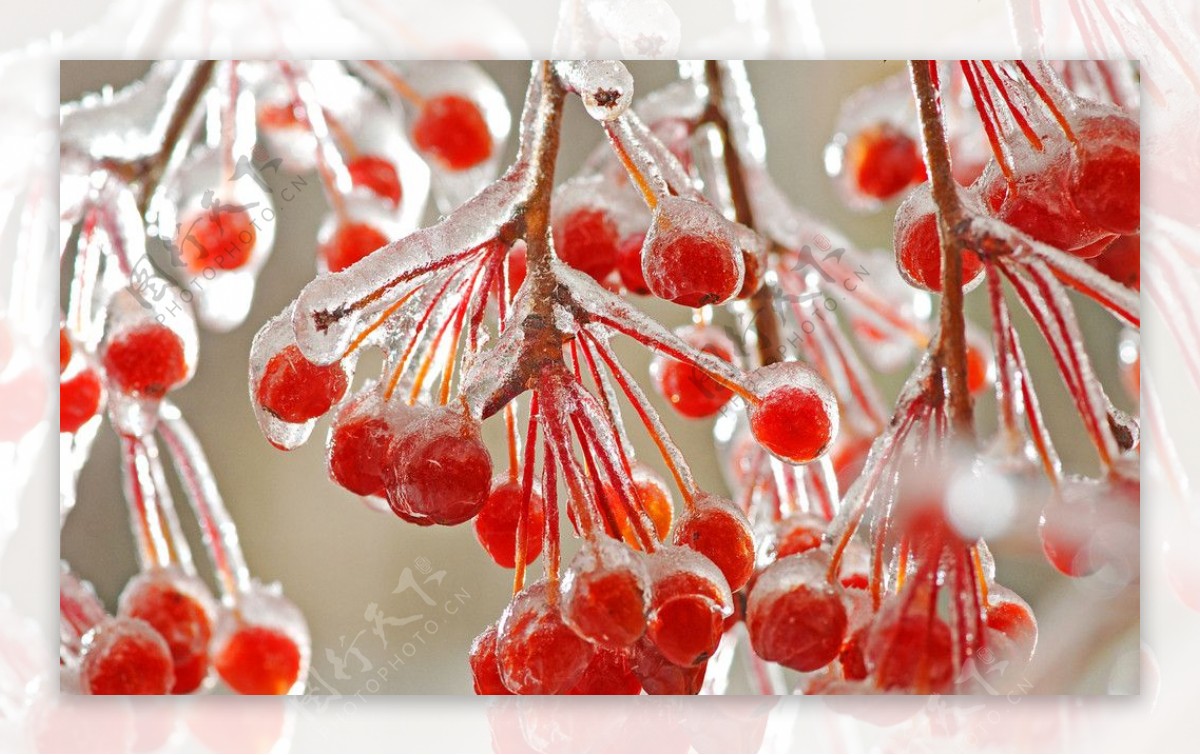 结冰的红果子图片