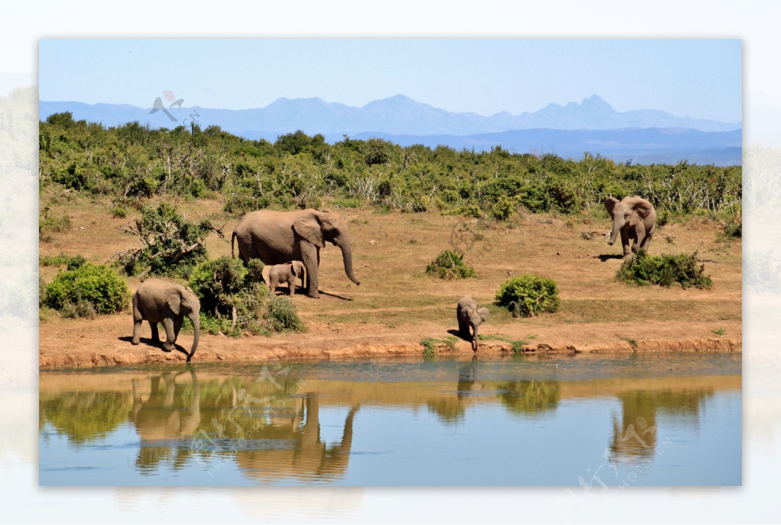 非洲野生大象图片