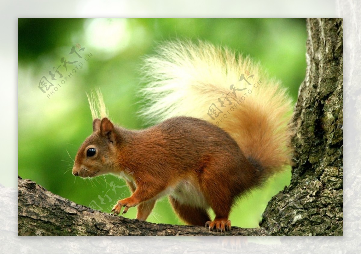 可爱呆萌松鼠与大自然清新摄影高清桌面壁纸_动物图片_素材吧