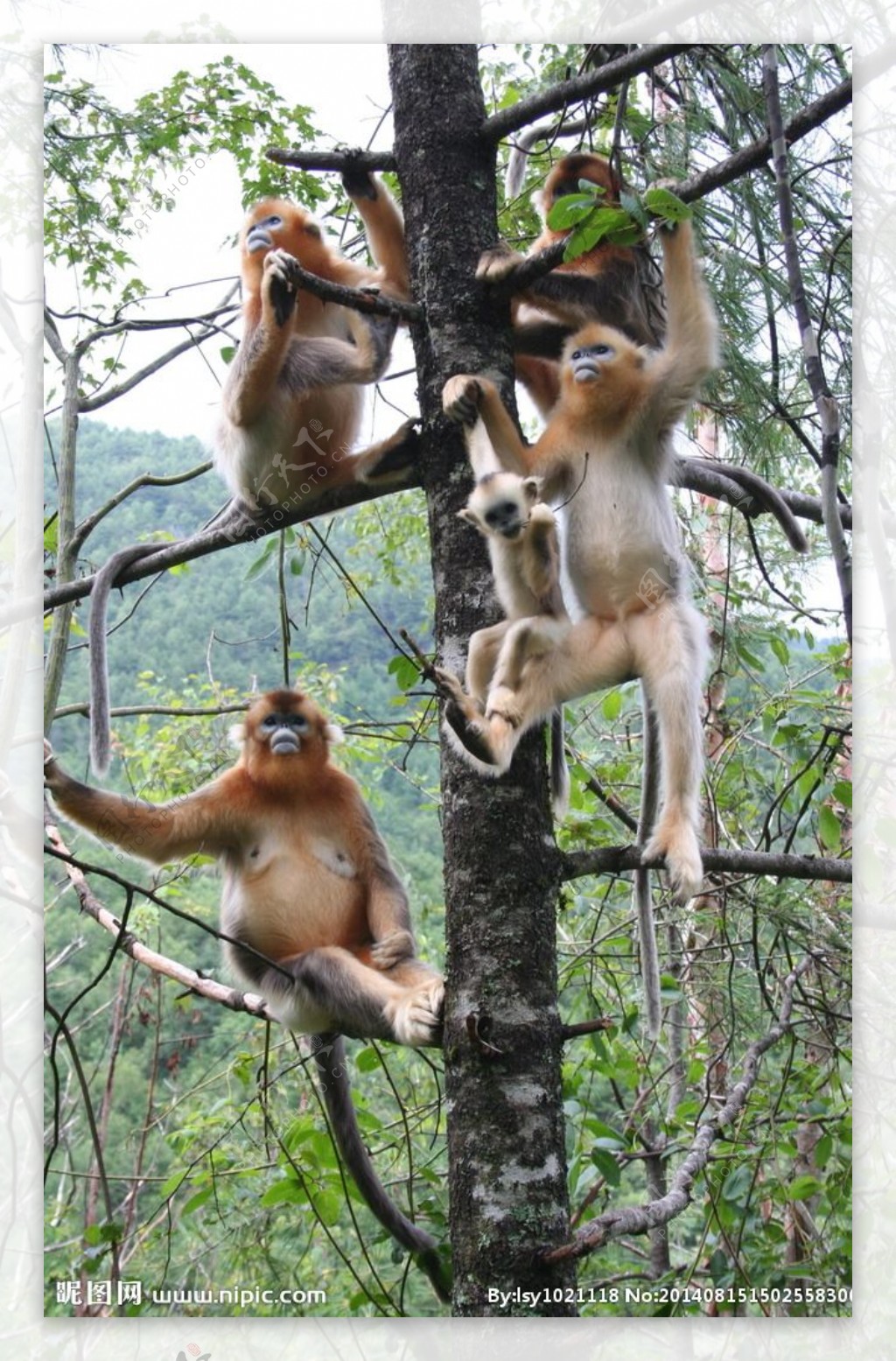 神农架金丝猴图片