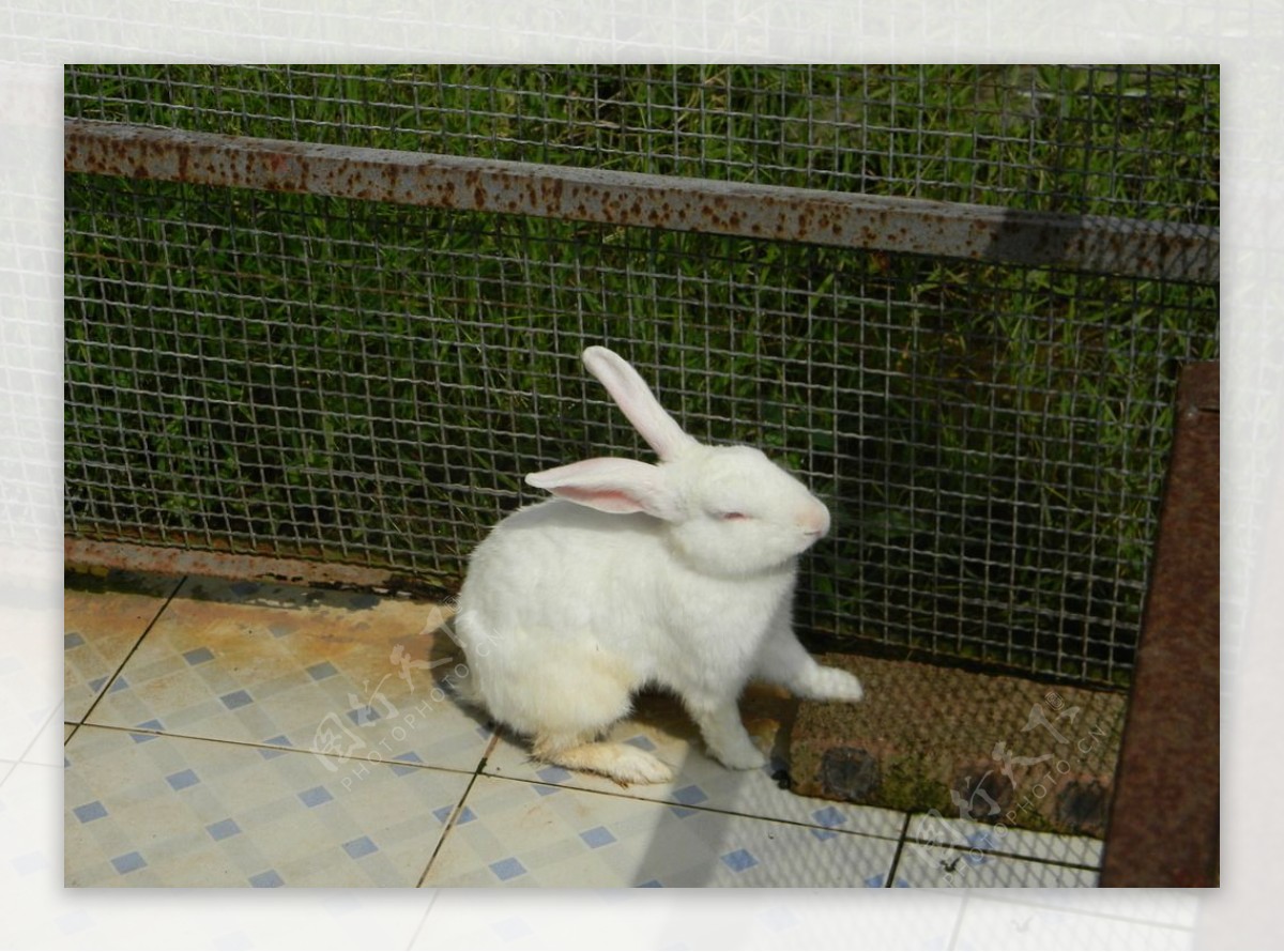 动物园里的小白兔兔子图片