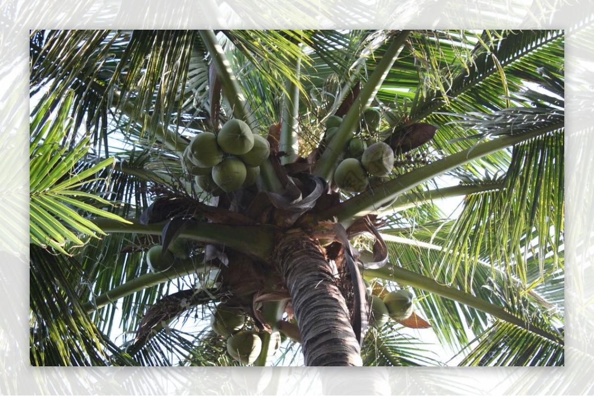 椰树椰子图片