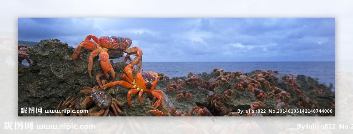 圣诞岛红蟹图片