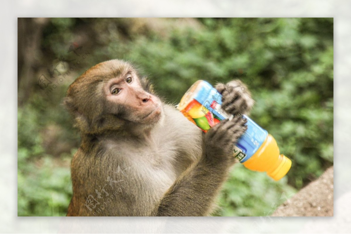 猴子渴水图片