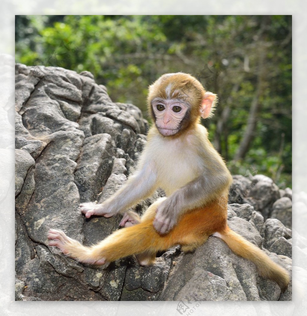 张家界可爱的猴子高清图片下载-正版图片500416197-摄图网