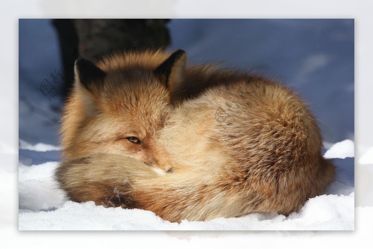 狐狸动物摄影图片