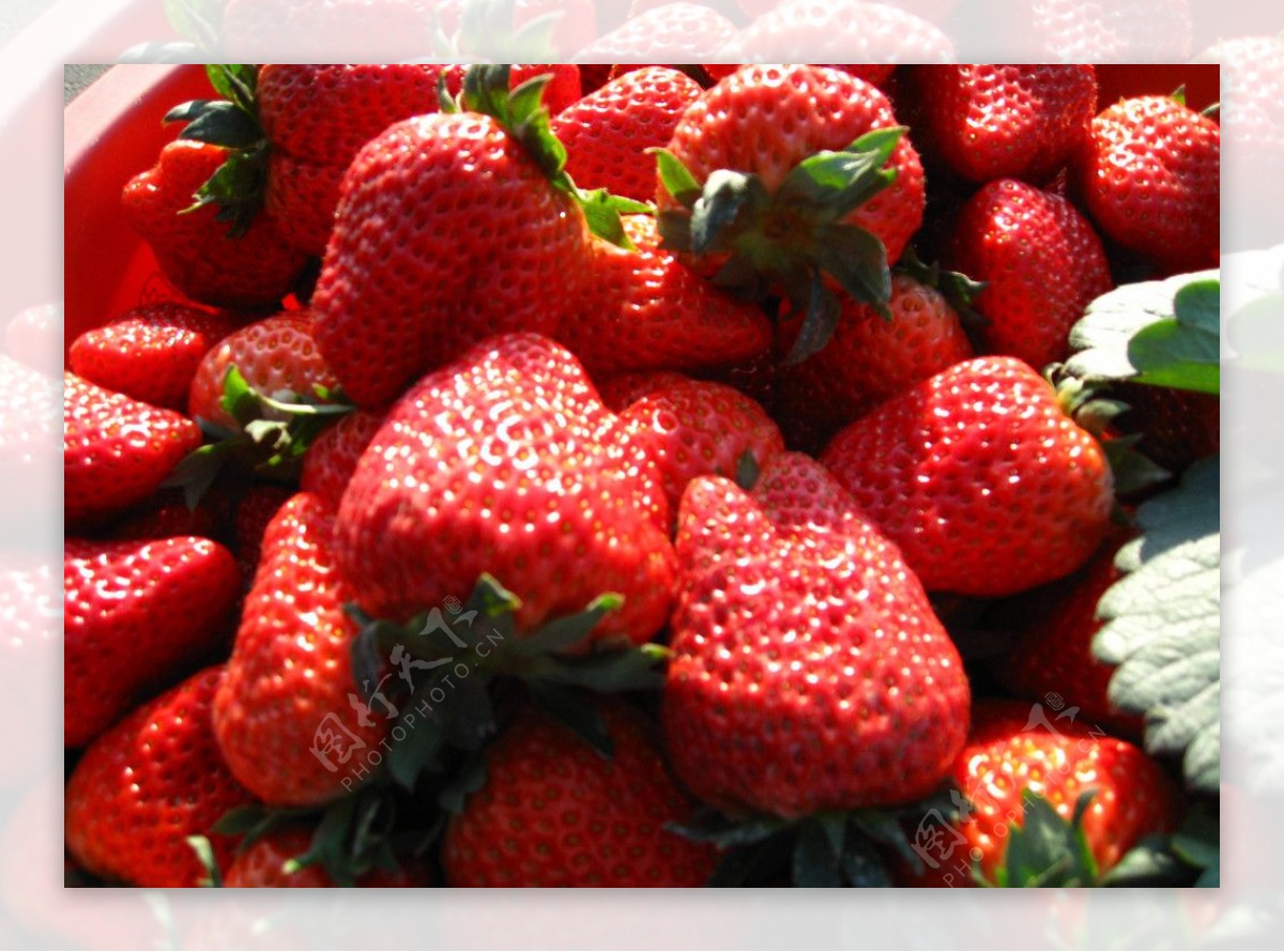 大奶油草莓新鲜上市图片