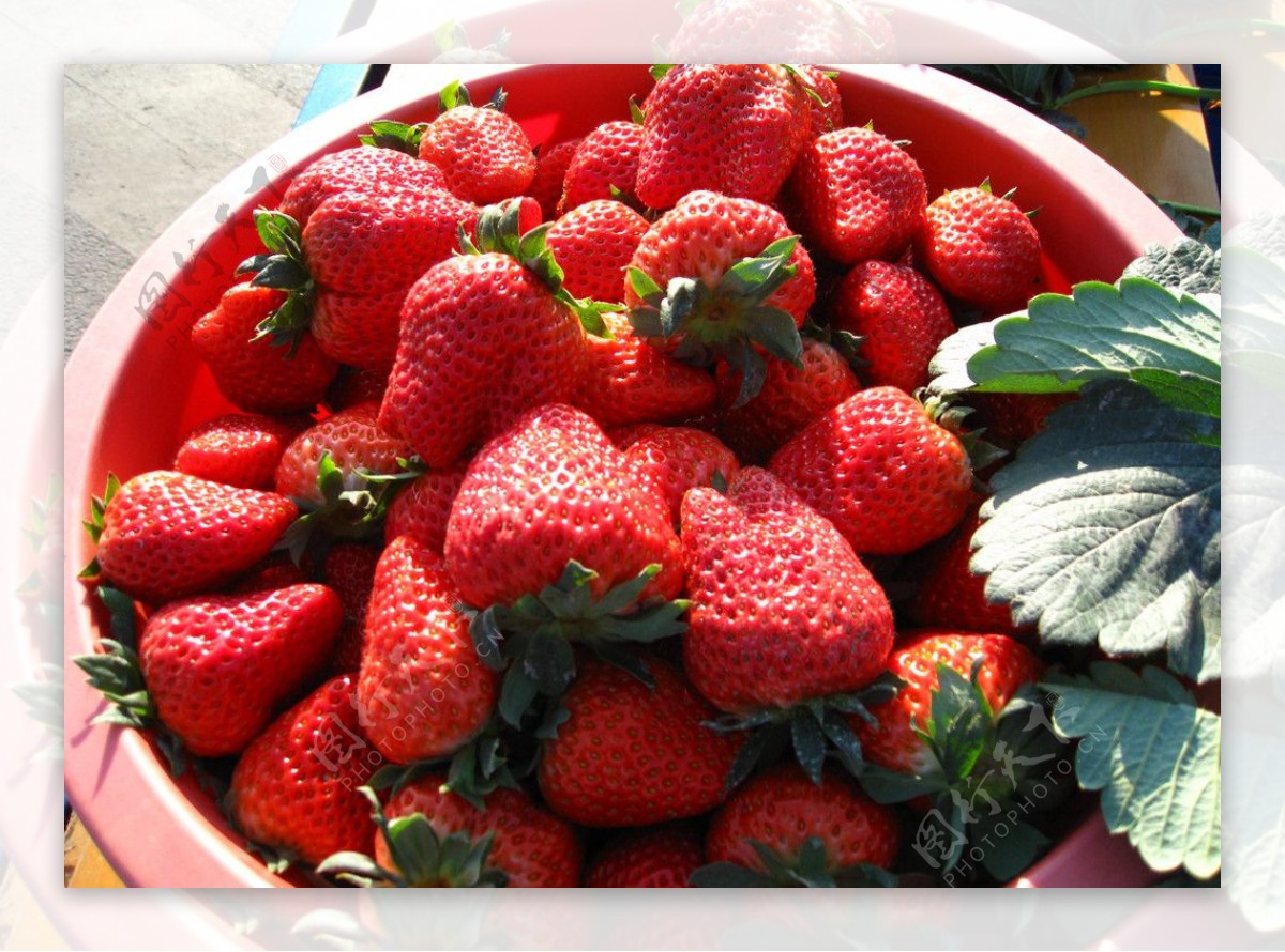 大奶油草莓新鲜上市图片