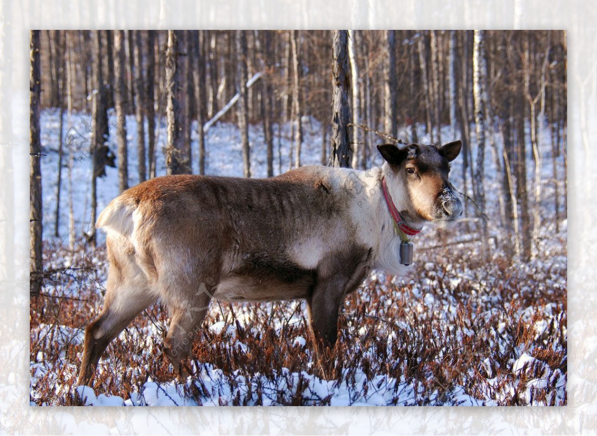 冬季鄂温克猎民点驯鹿图片