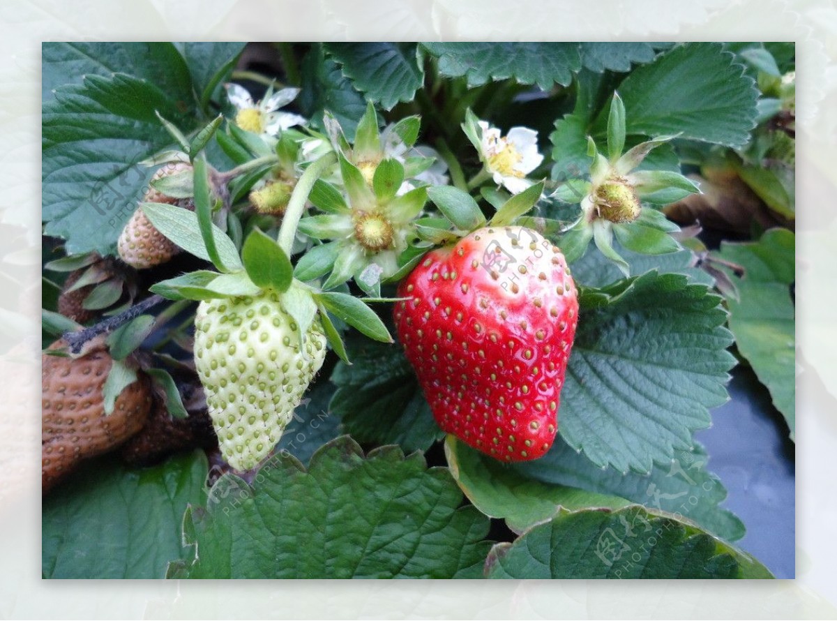 青草莓与熟草莓图片