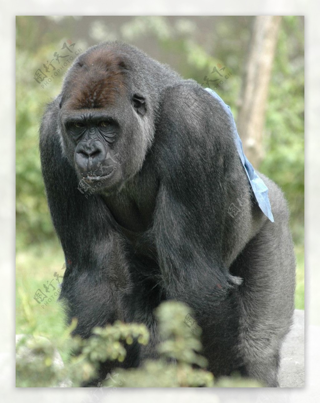 黑猩猩摄影图__野生动物_生物世界_摄影图库_昵图网nipic.com