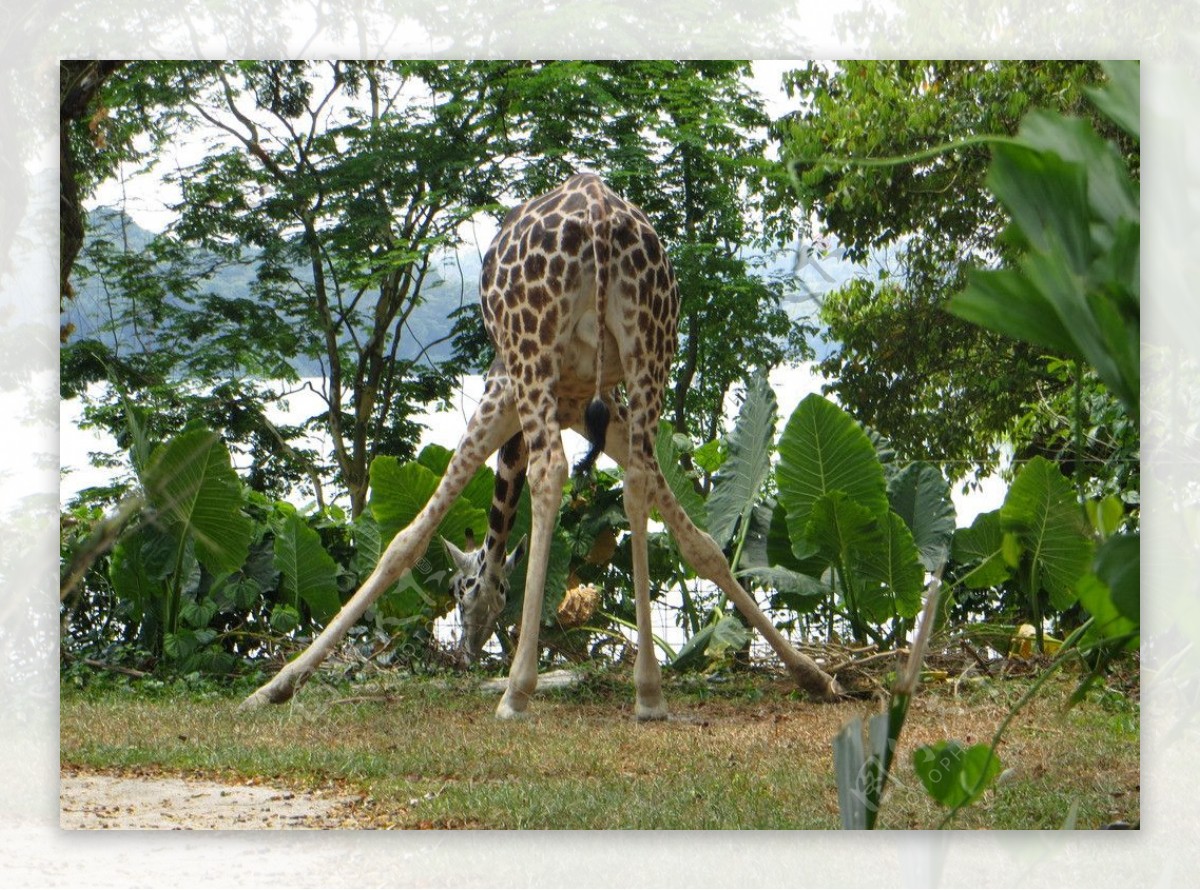 必应美图壁纸：纳库鲁湖国家公园中的罗氏长颈鹿，肯尼亚 20210621 - 必应壁纸 - 中文搜索引擎指南网