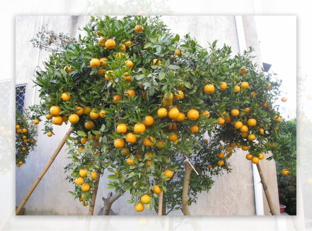 金桔柑橘图片