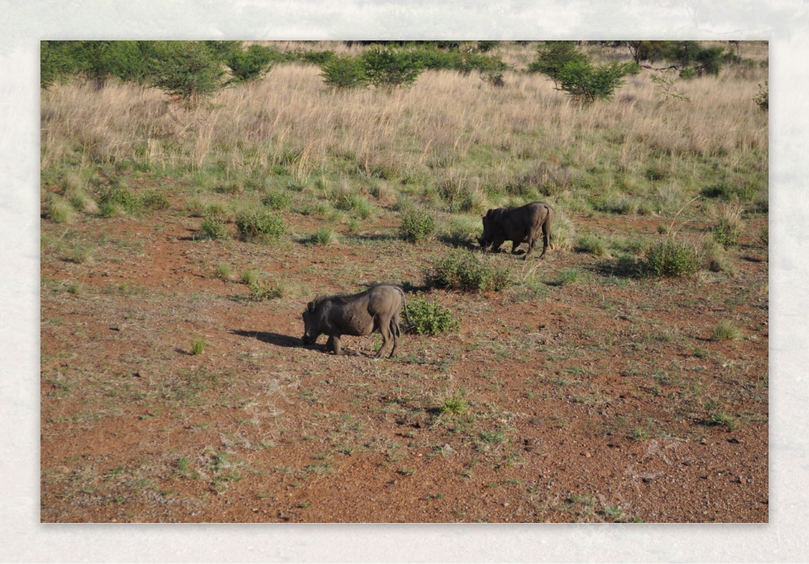 南非匹林斯堡国家野生动物园野猪图片
