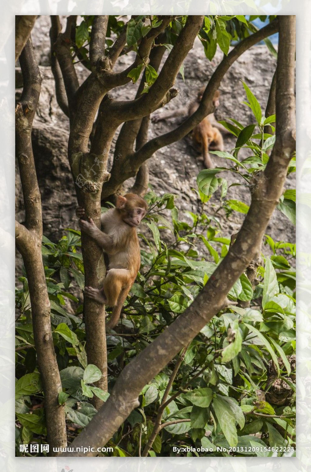 爬树的小猴图片
