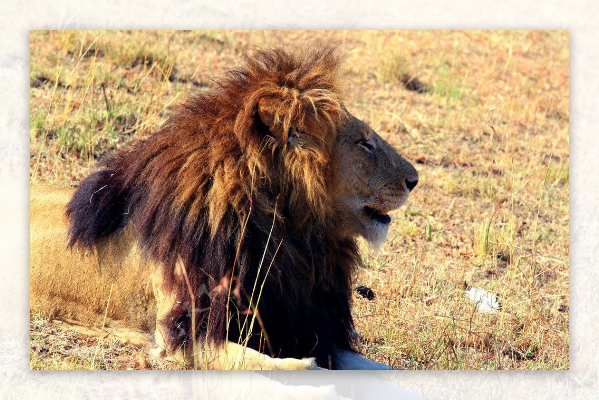 非洲大草原狮子图片