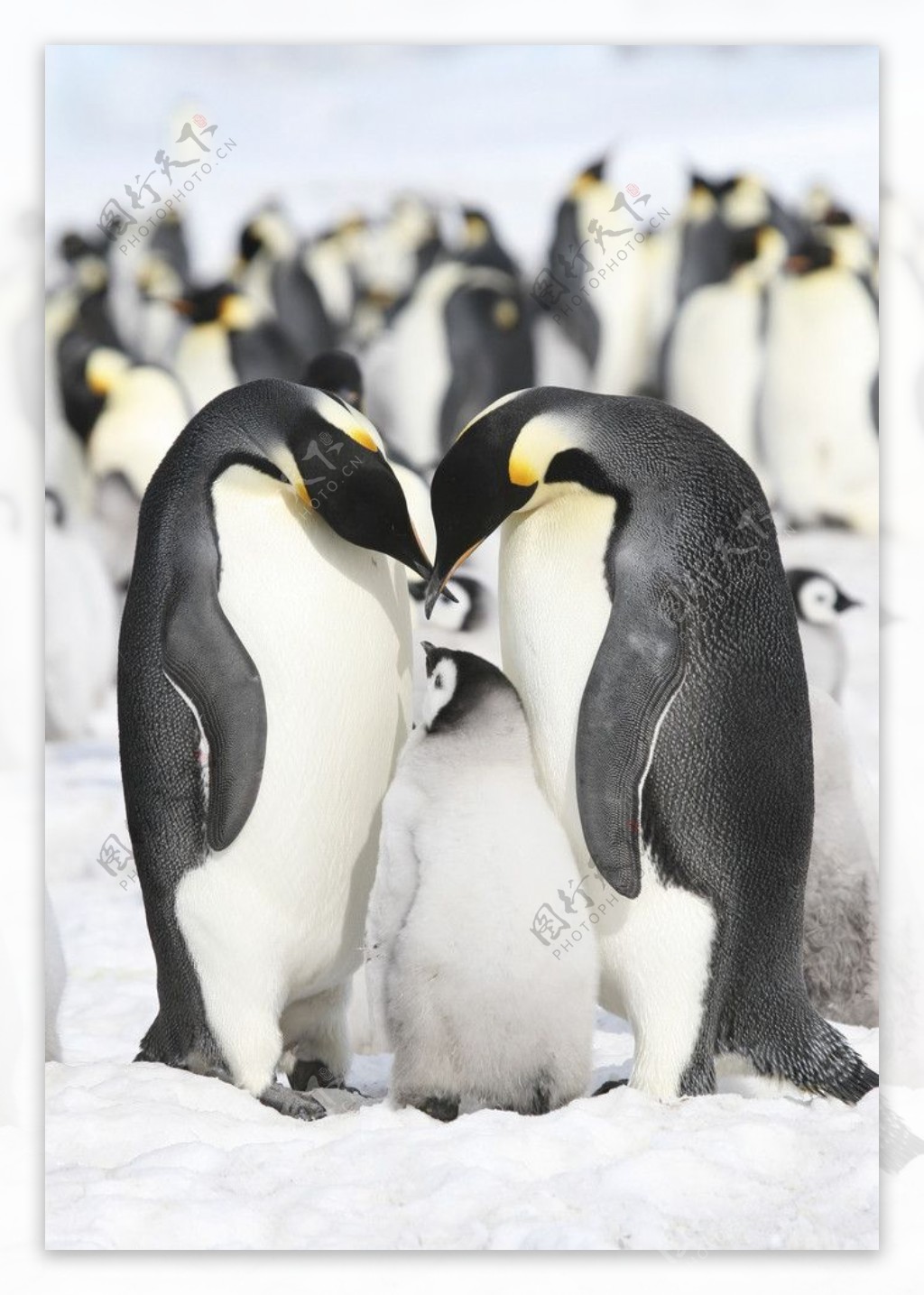 企鹅南极企鹅图片