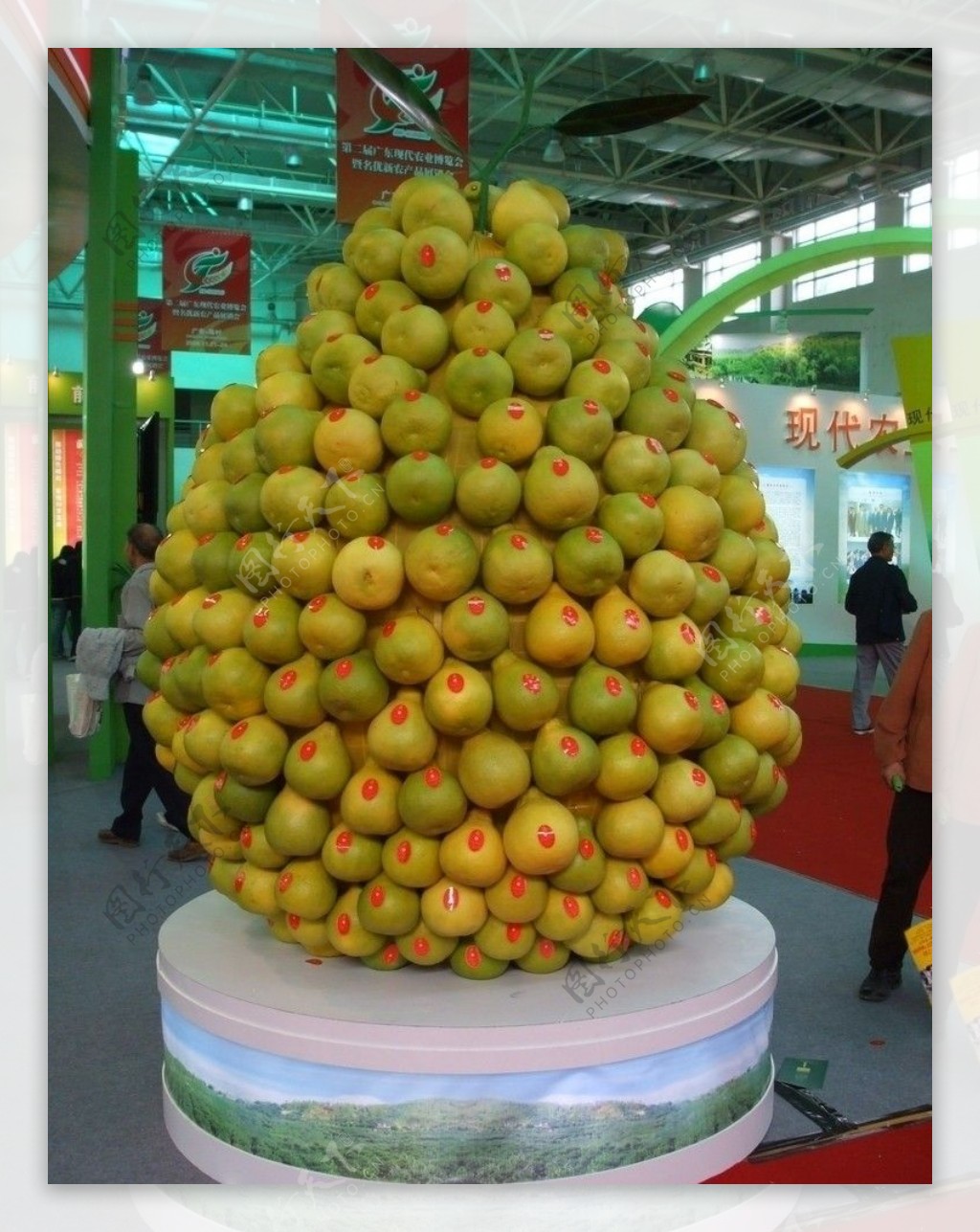 柚子球图片