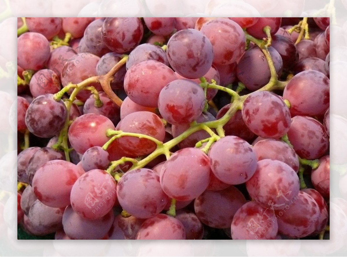 葡萄园 酒 葡萄 葡萄种植 绿葡萄 水果 葡萄酒 萨尔塔酒图片下载 - 觅知网