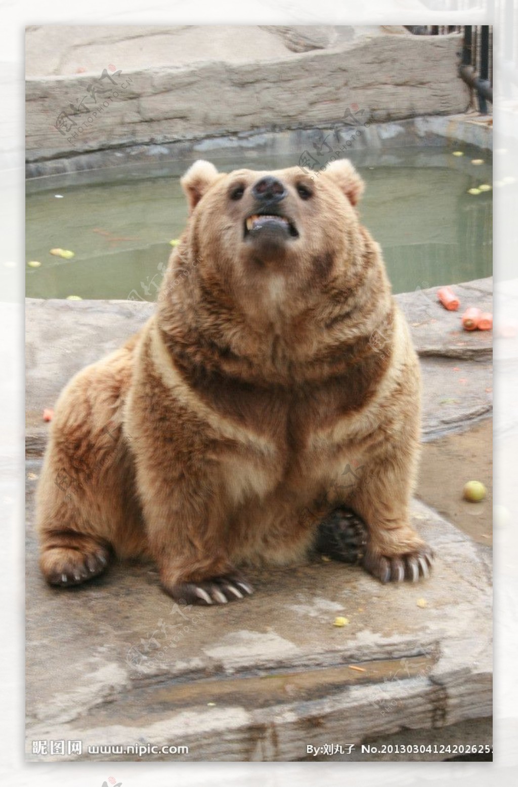 棕黄色张嘴的熊图片