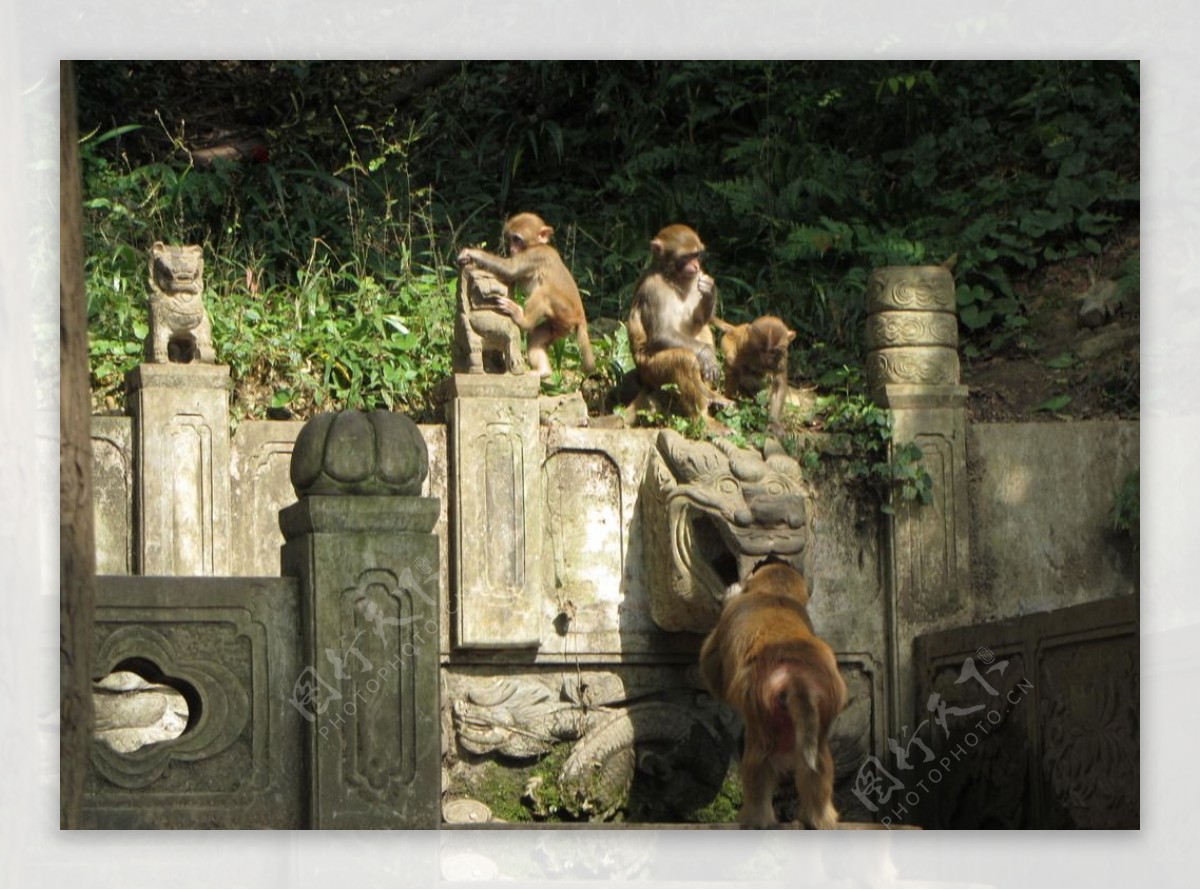 黔灵山的猴子们图片