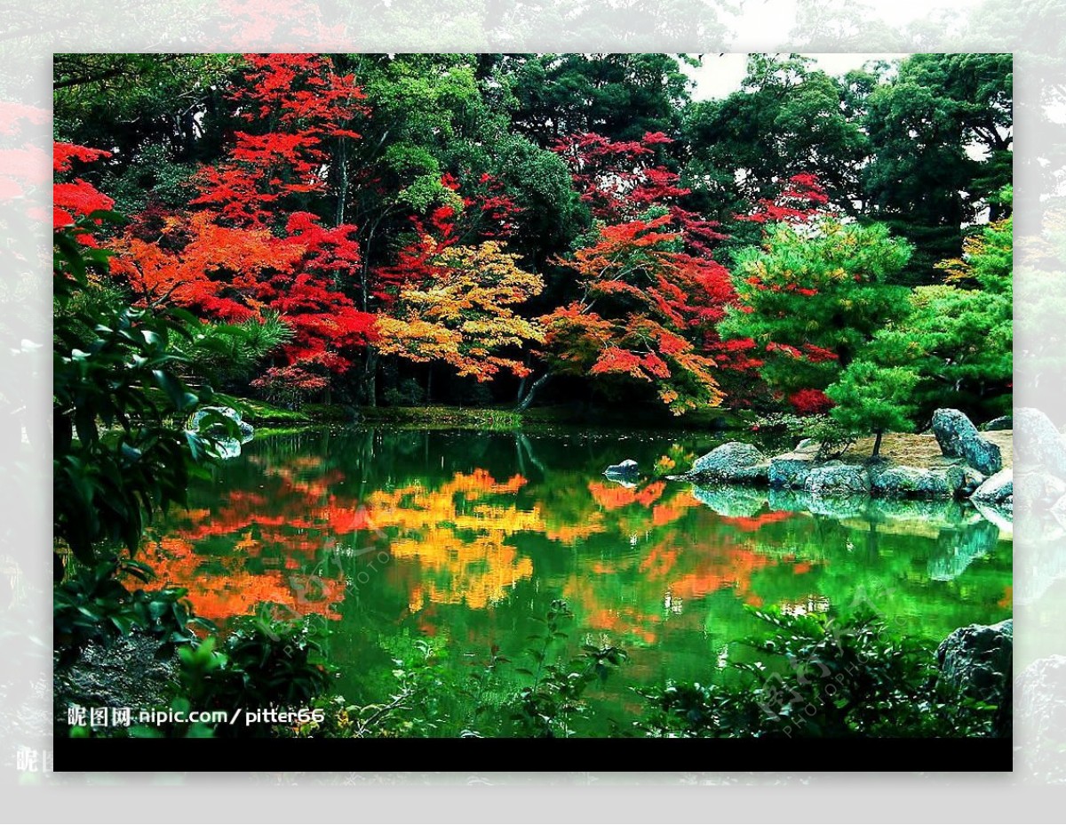 秋色湖面枫叶树林图片