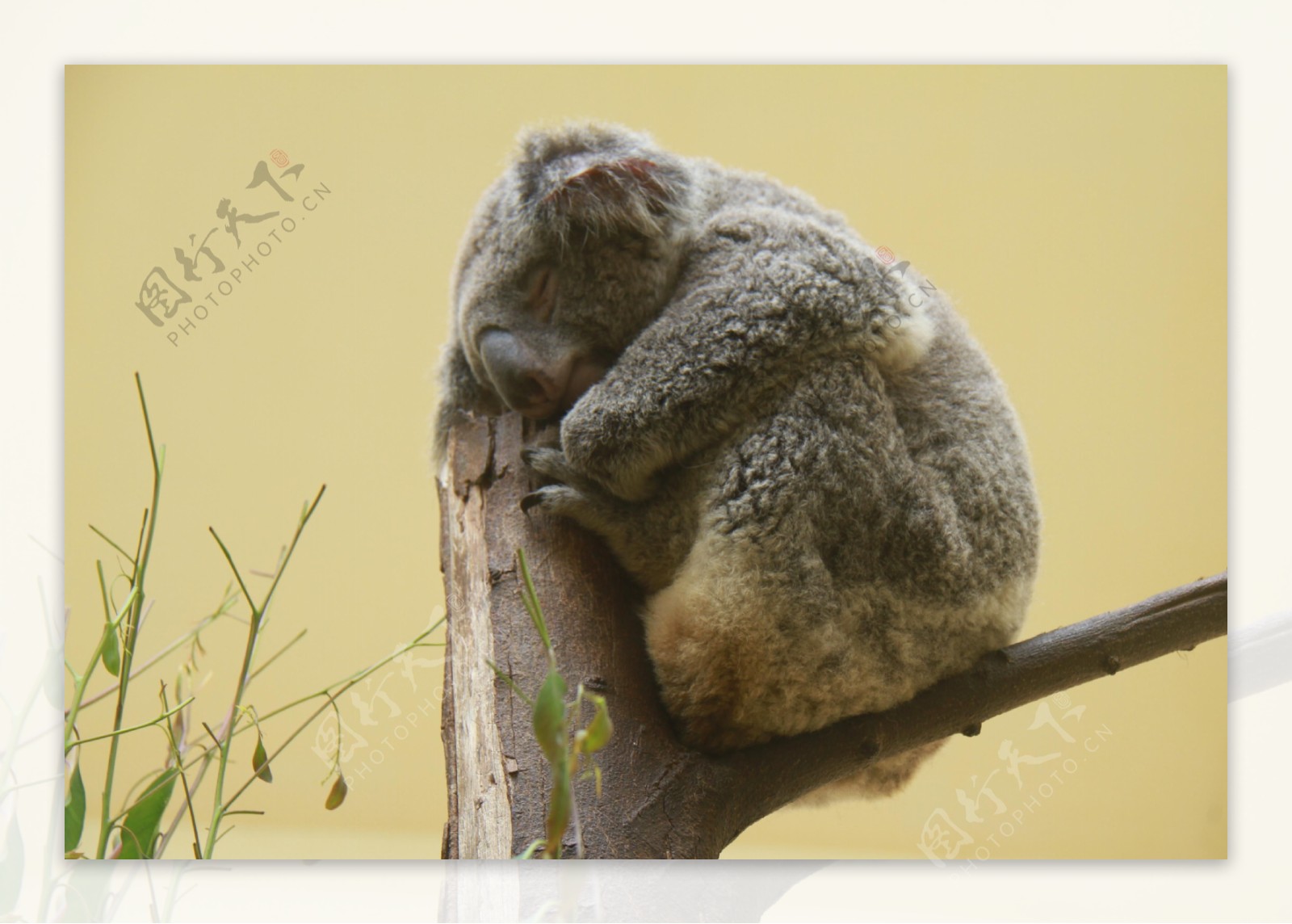 Free Images : sweet, animal, zoo, mammal, rest, fauna, primate, close ...