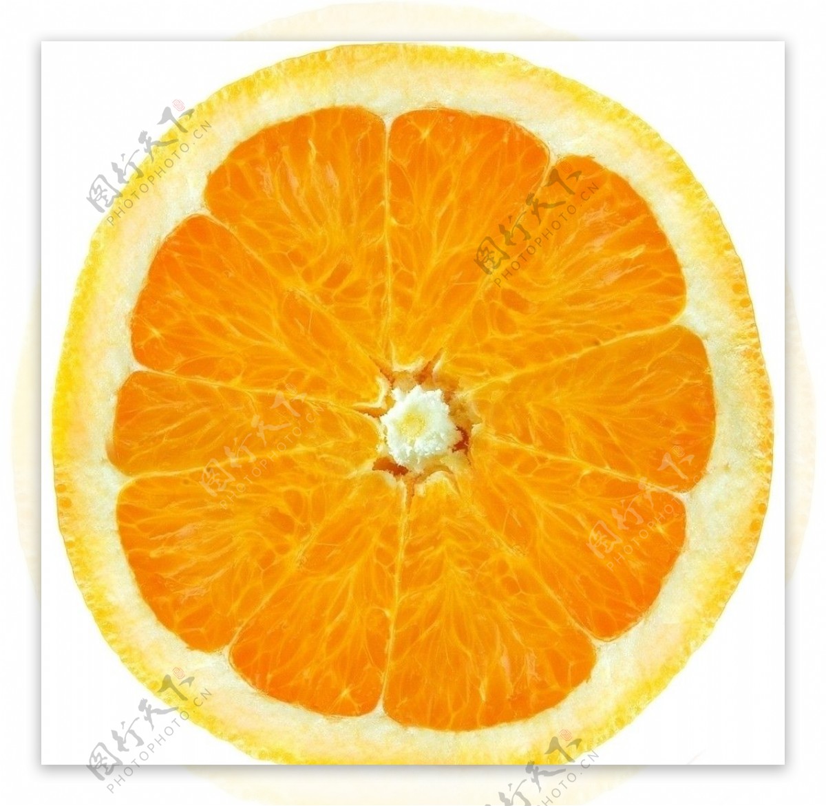 橙子剖面素材贴图图片