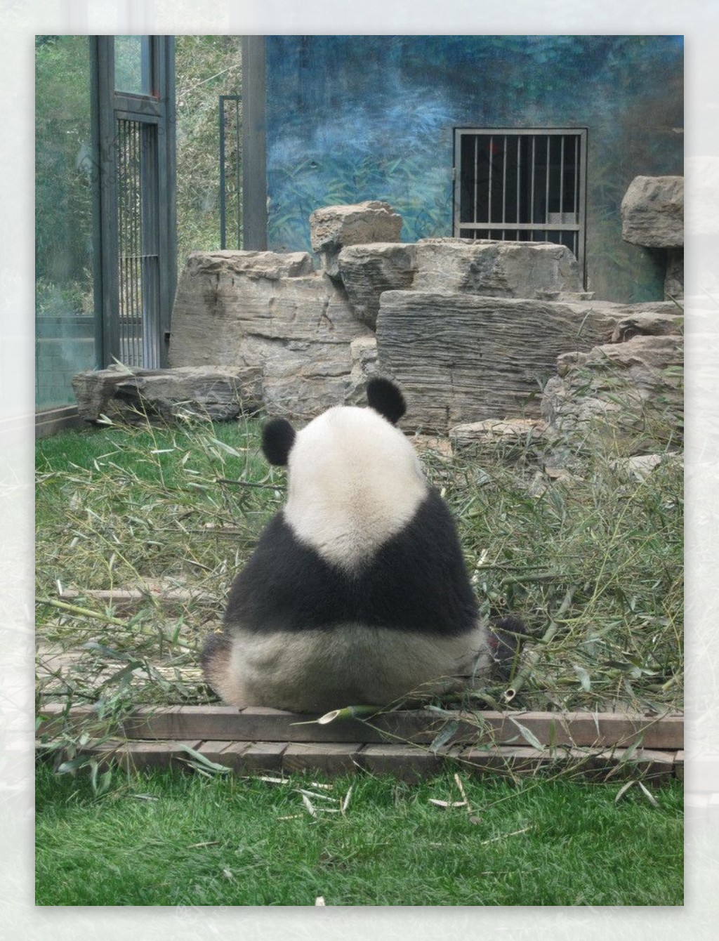 国宝熊猫背影图片