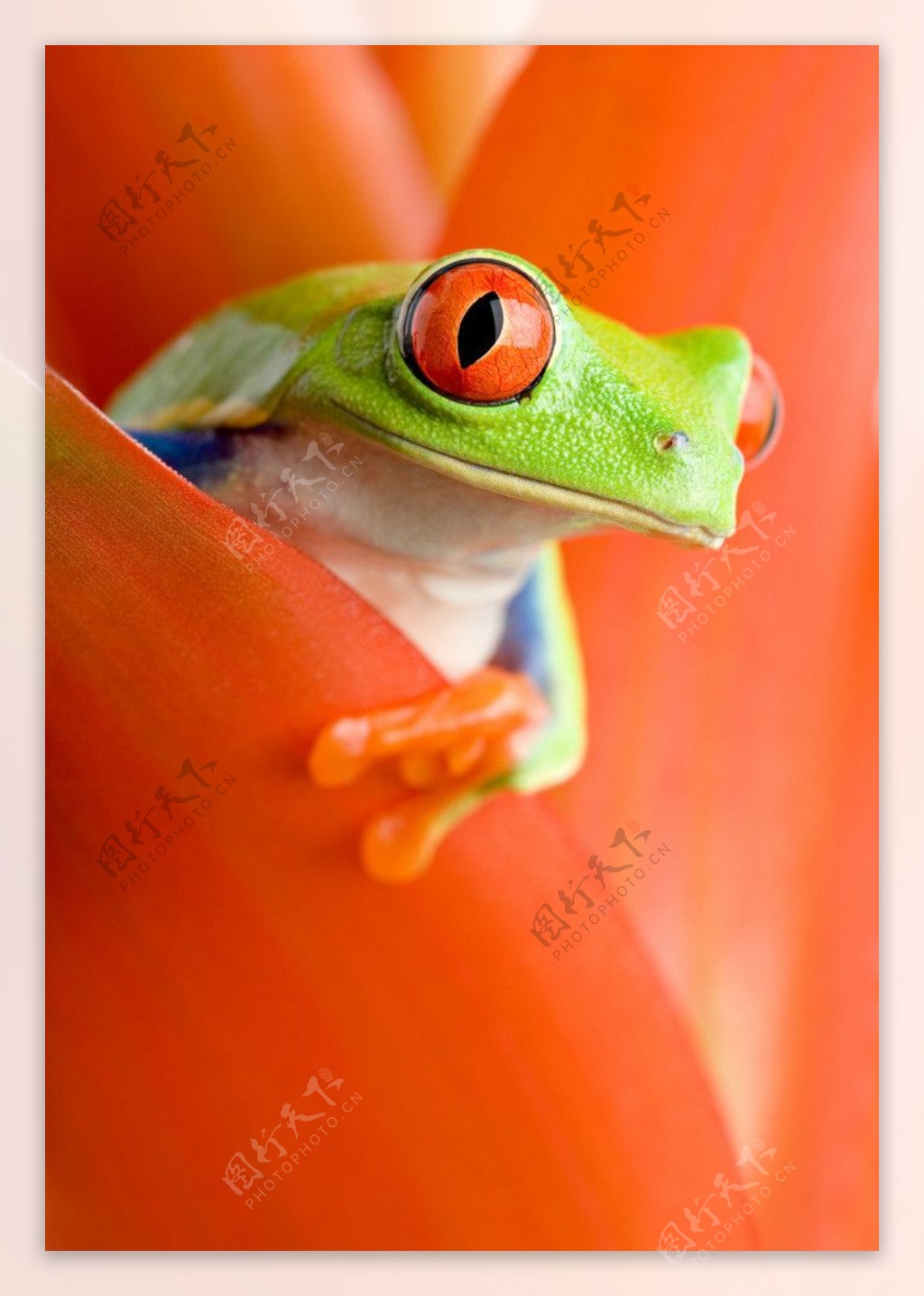 超高超大红眼树蛙图片