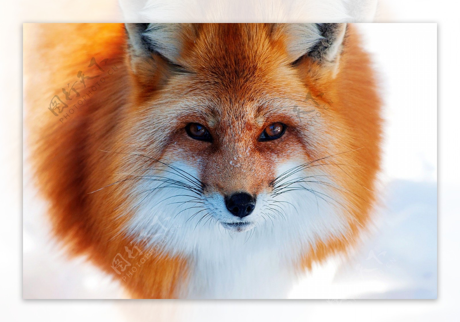 红色狐狸图片
