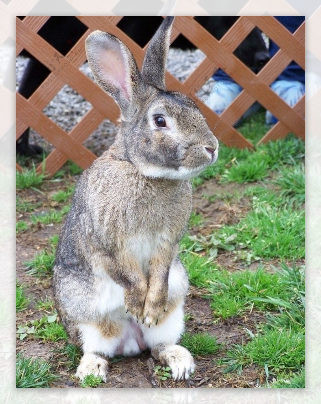 超高清晰动物之小白兔小灰兔子图片