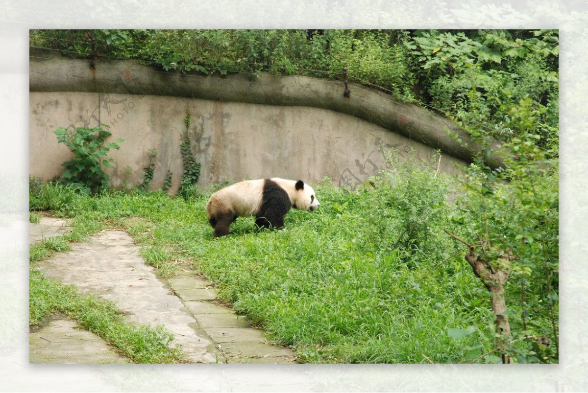 成都效外熊猫基地图片