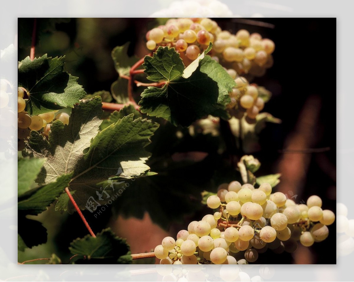 葡萄酒庄园酿酒专用白葡萄图片