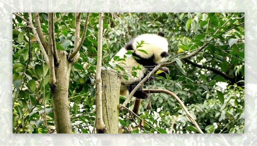 爬树的熊猫图片