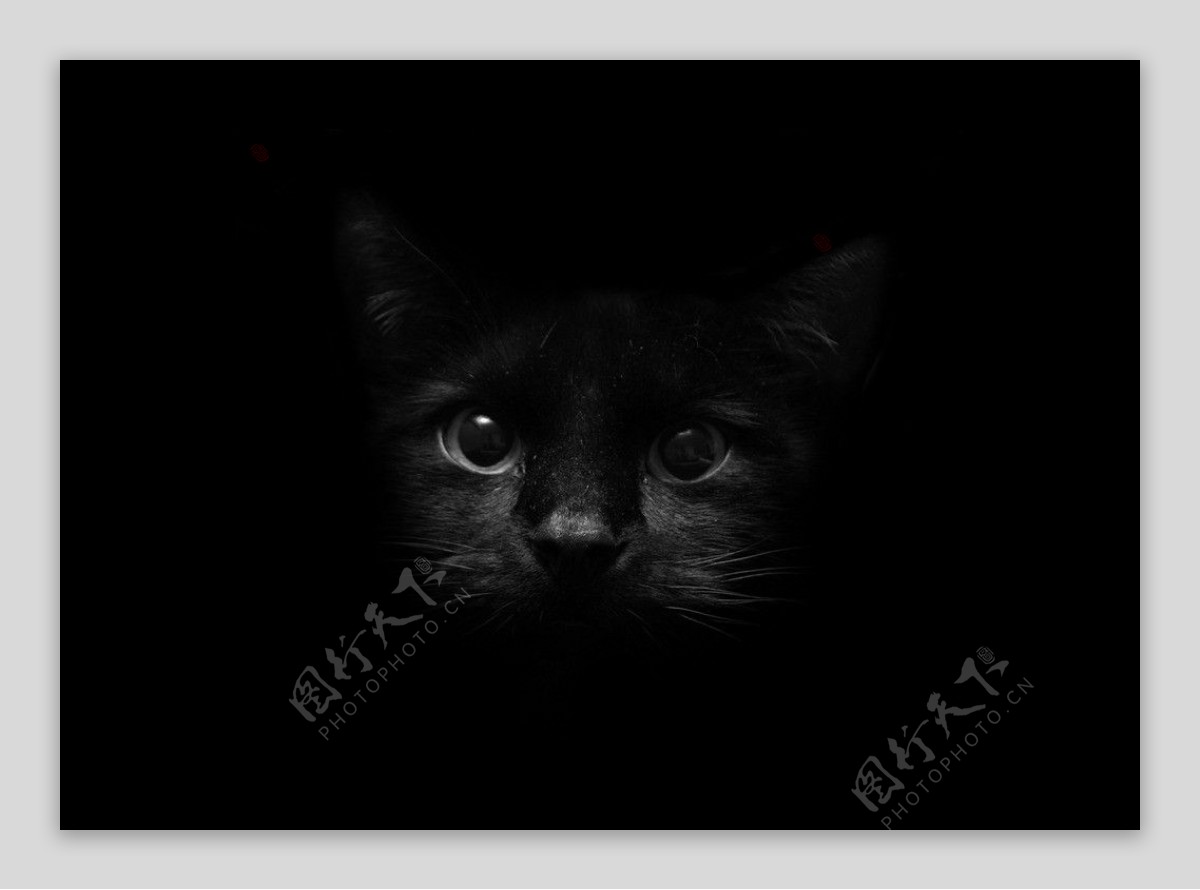 黑色猫咪图片