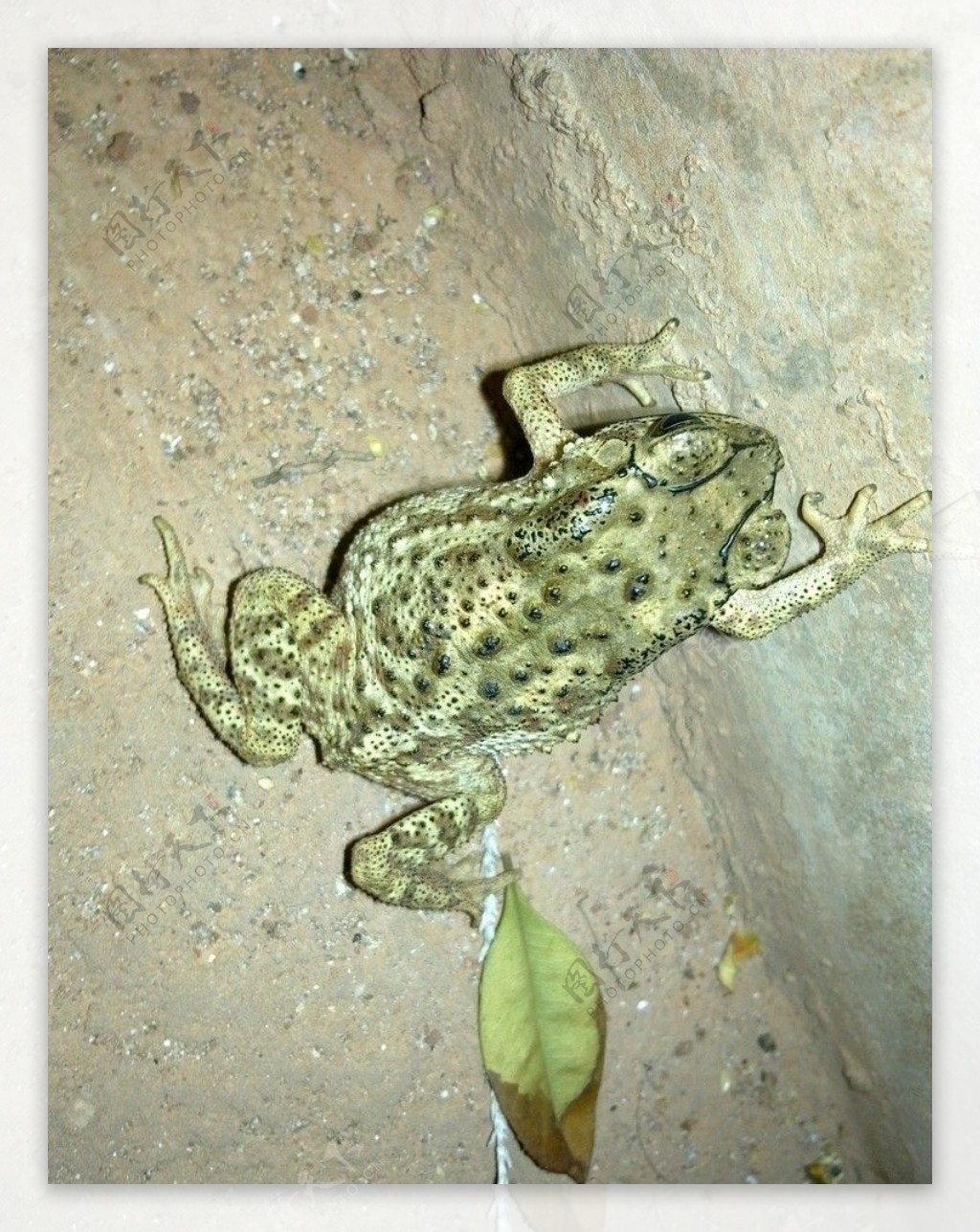 欧洲绿色蟾蜍高清摄影大图-千库网