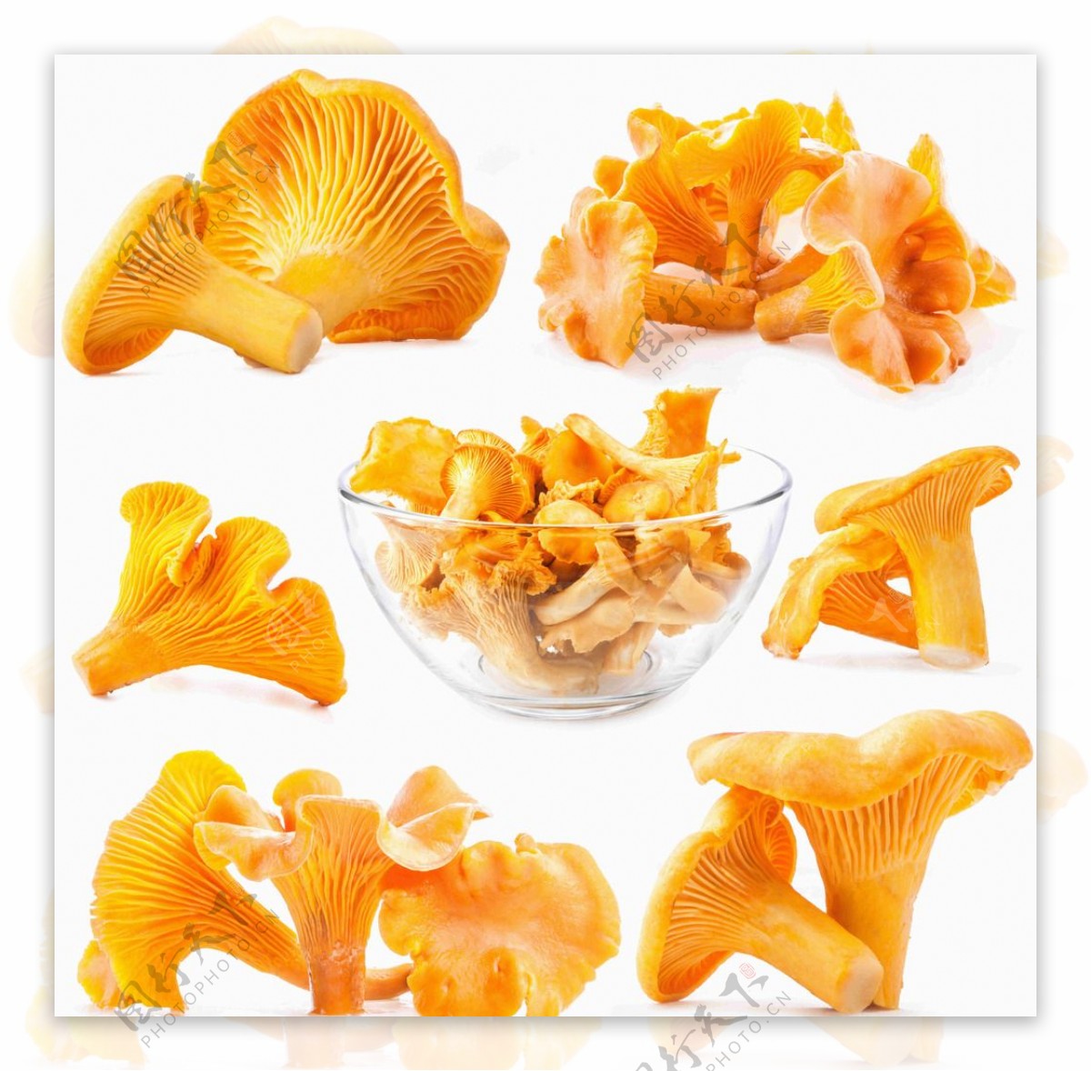 高清黄色蘑菇图片