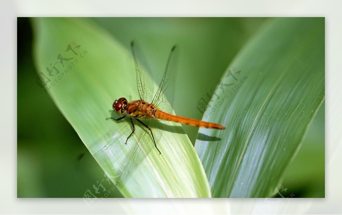 绿叶蜻蜓图片