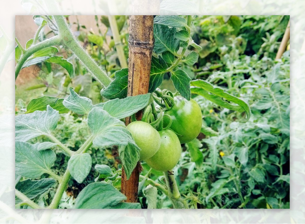 西红柿植物图片