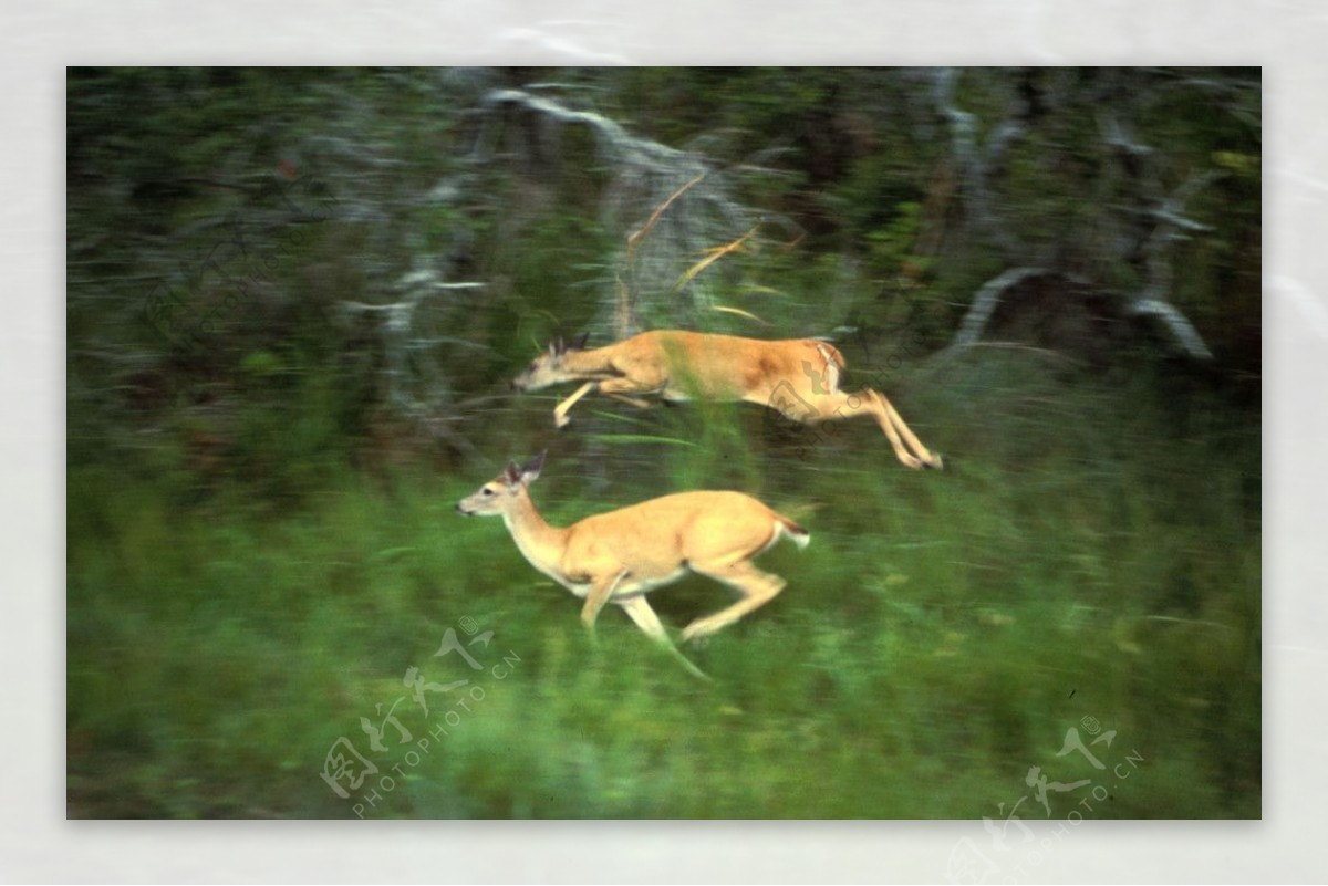 蹦跳的野鹿图片