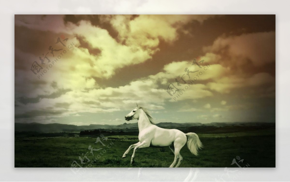 草原上的白马图片