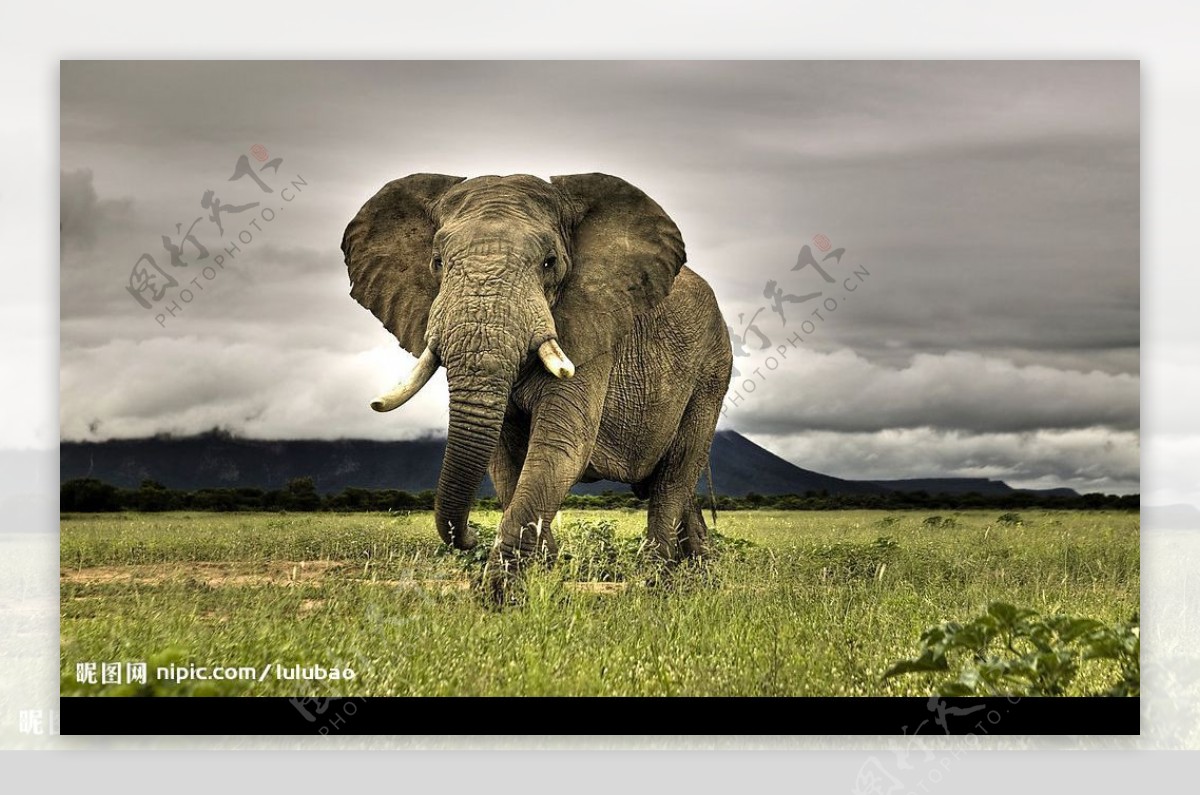 南非热带草原上的非洲大象图片