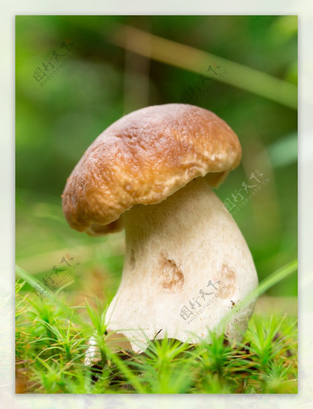 蘑菇图片素材-编号15060102-图行天下