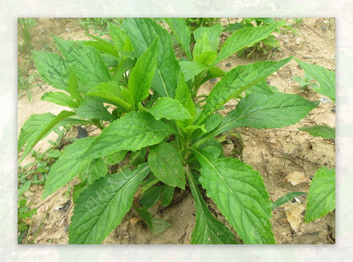 野菜图片