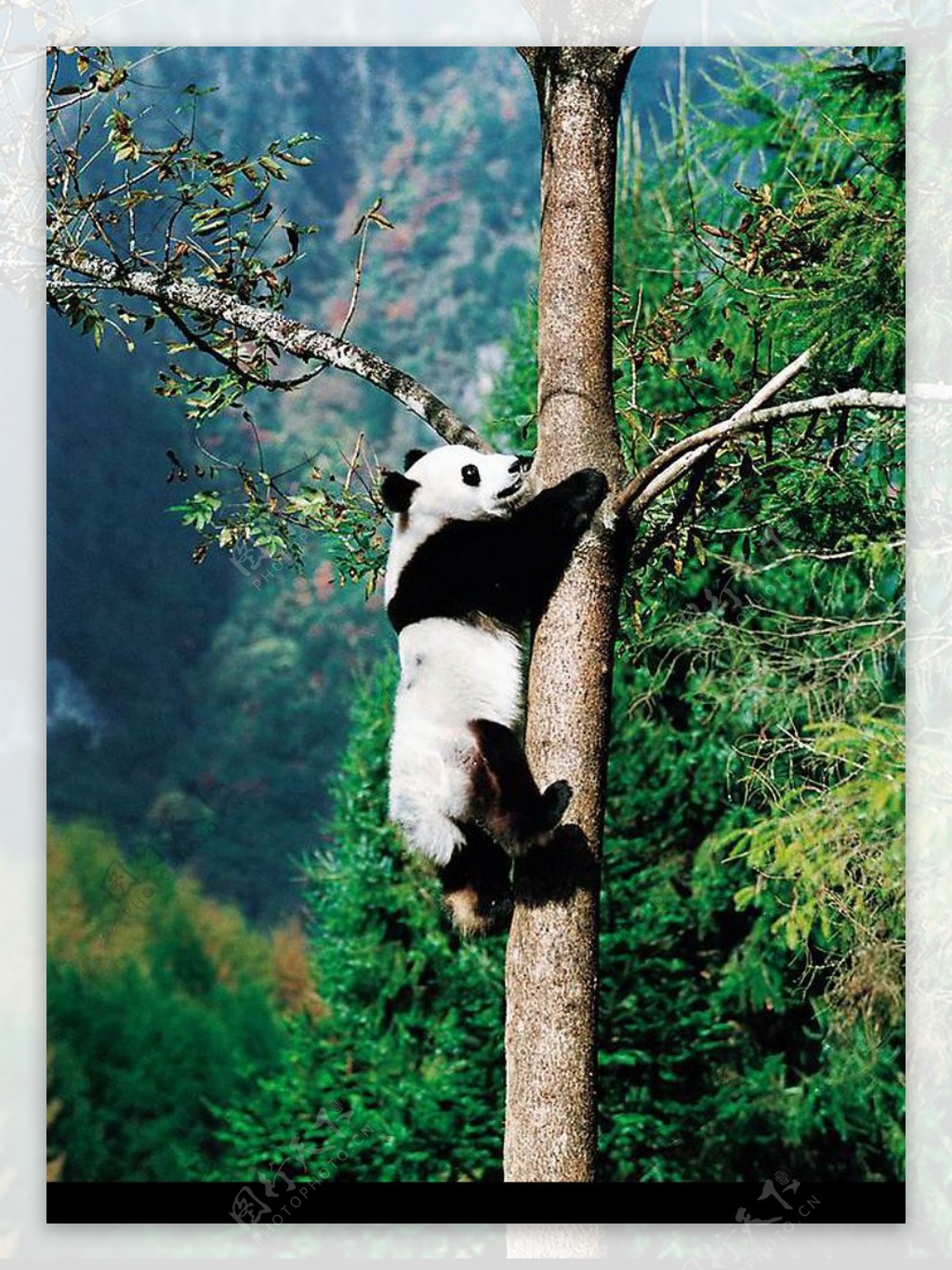 必应美图壁纸：碧峰峡熊猫基地的大熊猫宝宝，中国四川 20210316 - 必应壁纸 - 中文搜索引擎指南网