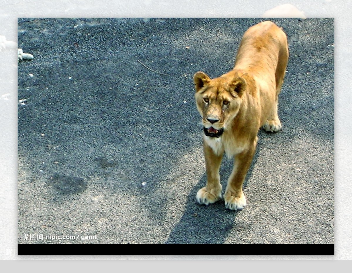 大连森林动物园狮子图片